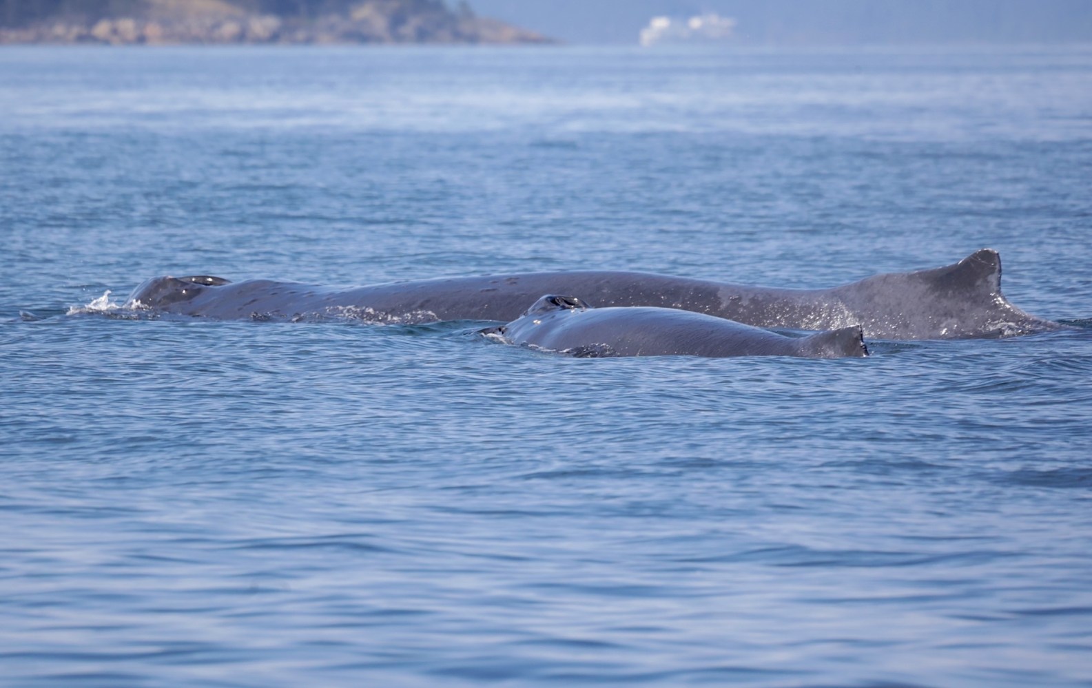 a whale swimming in a body of water