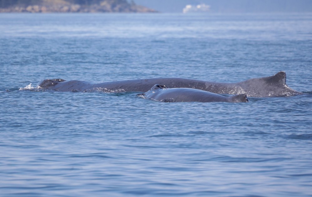a whale swimming in a body of water