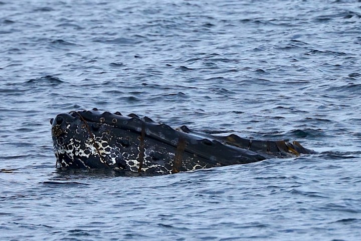 a bird swimming in water