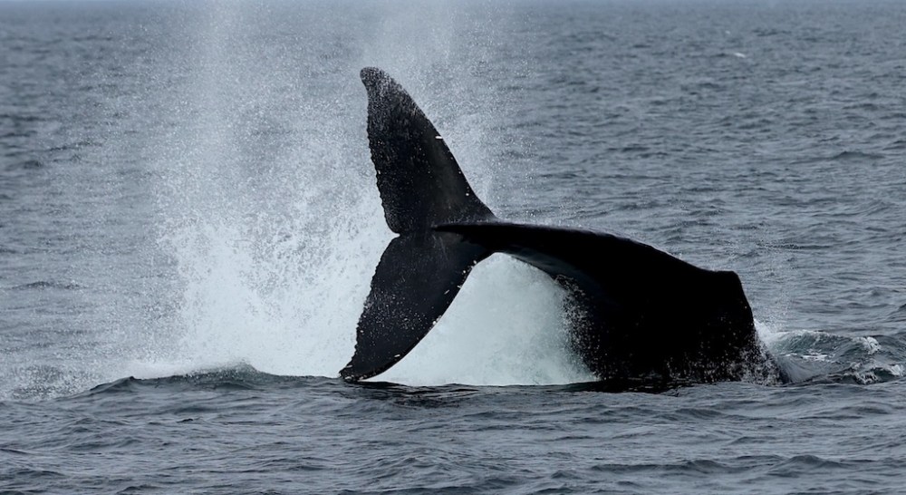 a whale jumping out of the water