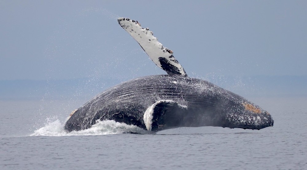 a whale jumping out of the water
