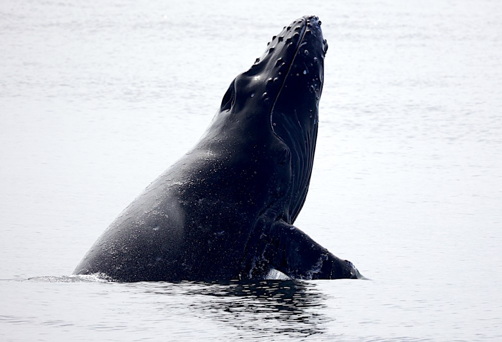 a whale jumping out of the water