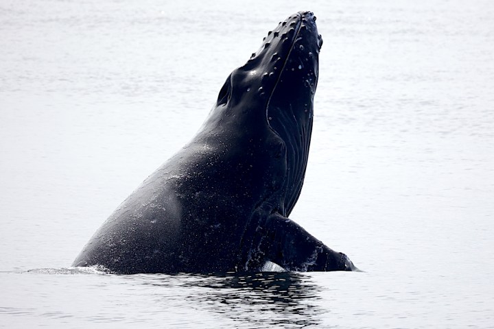 a whale jumping out of the water