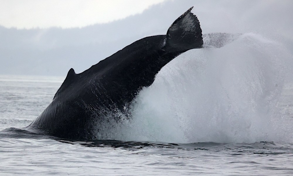 a whale jumping out of the water