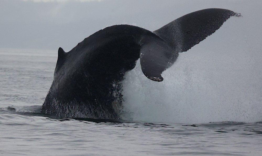 a whale jumping out of the water