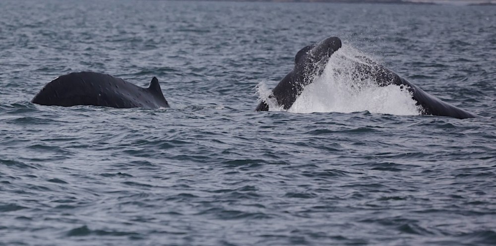 a whale swimming in a body of water