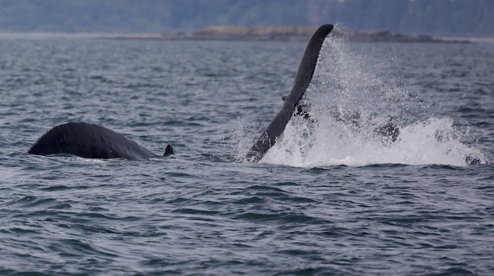 a whale jumping out of the water