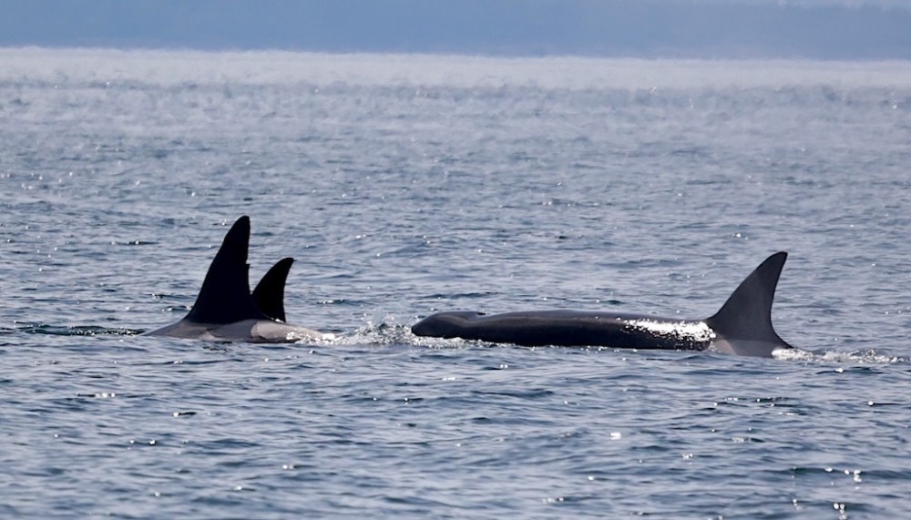 a whale swimming in a body of water