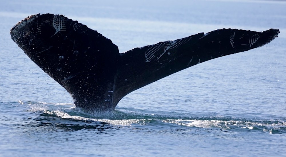 a whale jumping out of a body of water