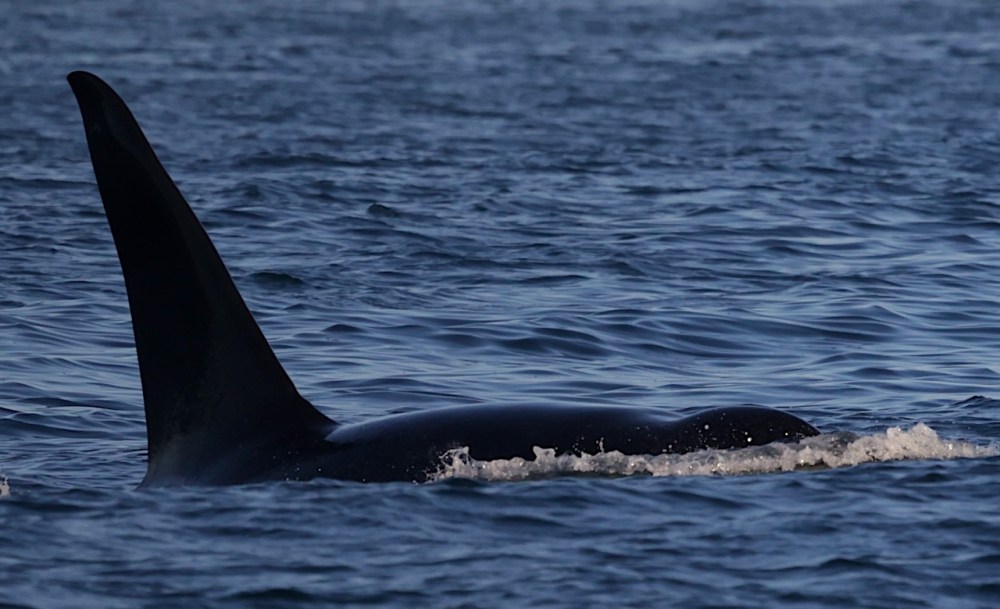 a whale swimming under water