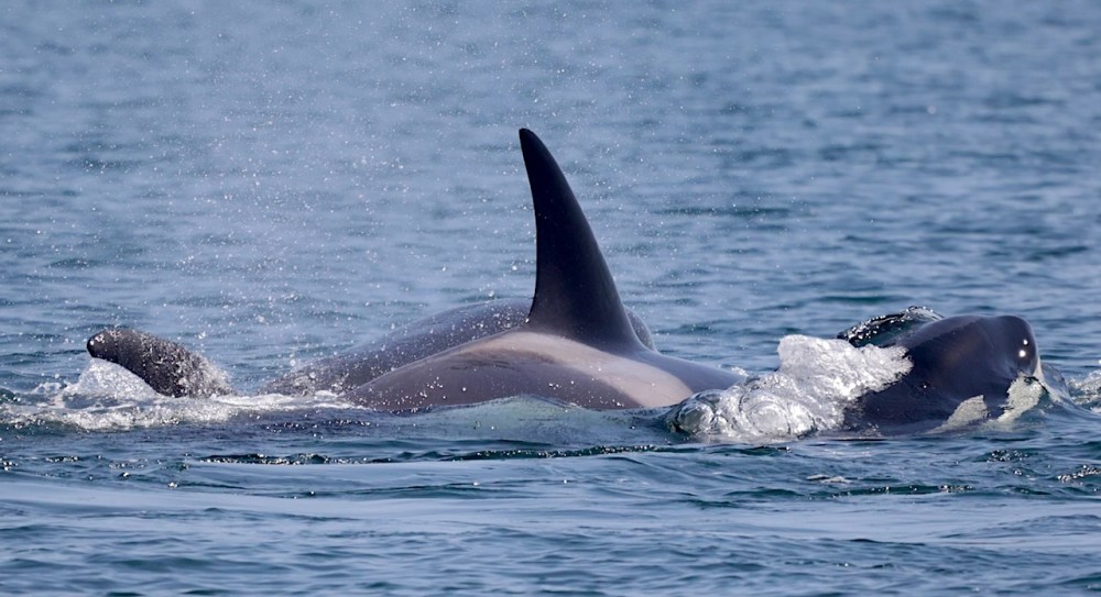 a whale jumping out of the water