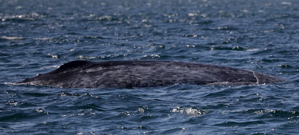 animal on the water