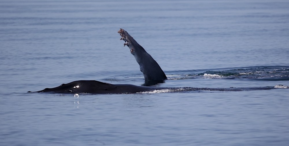 a whale jumping out of the water