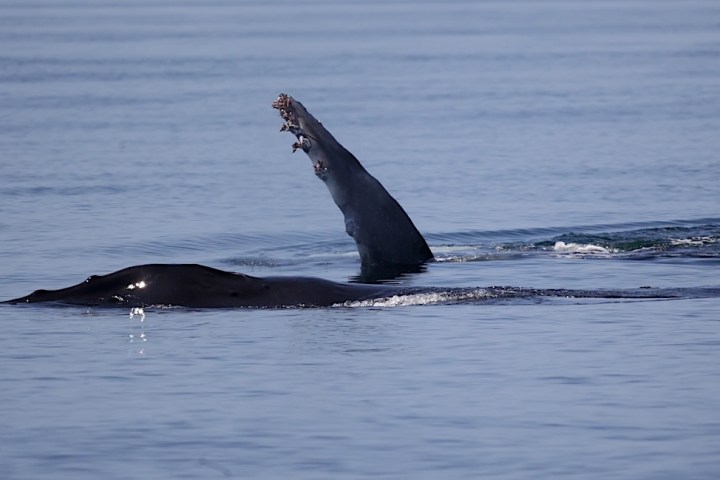 a whale jumping out of the water