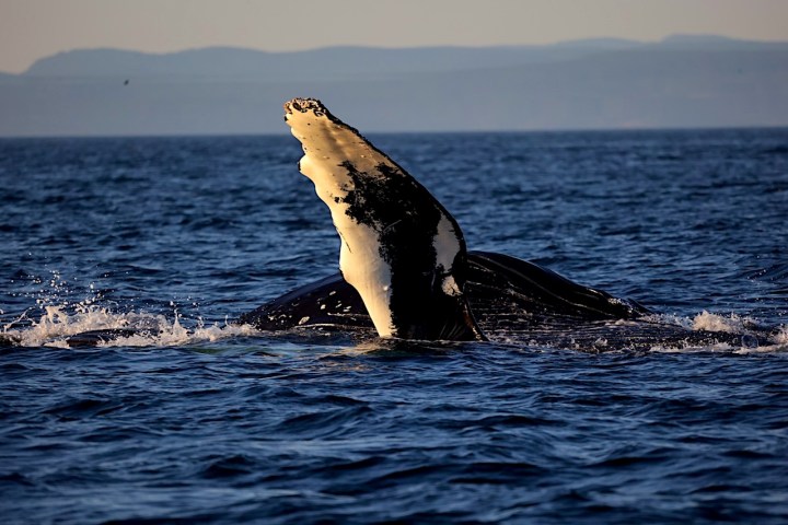 a whale jumping out of the water