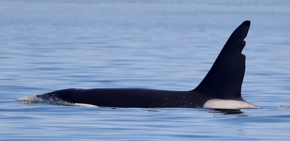 a whale swimming in a body of water