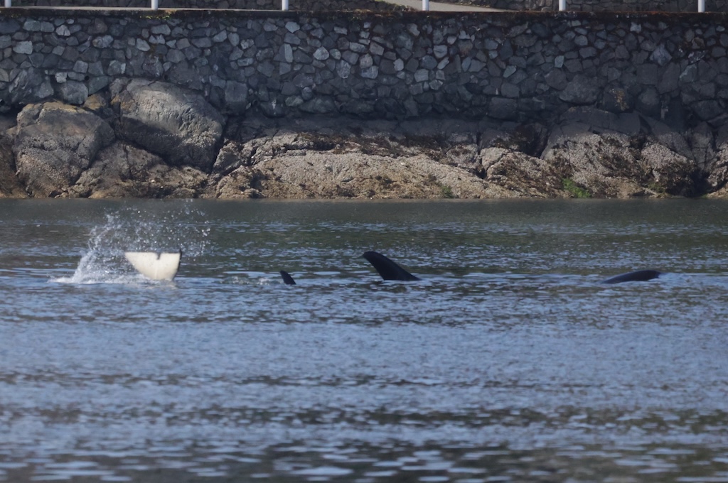 Orca fins and a tail visible in the water near a rocky shore.