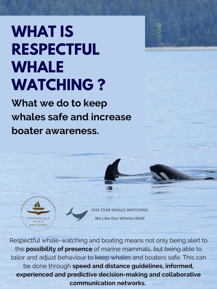 Poster on respectful whale watching with text, logos, and an image of a whale fin in the water.