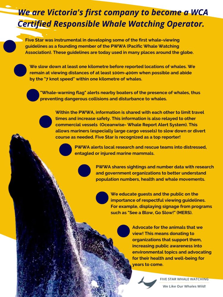 Informative poster about whale watching guidelines and certification by Five Star Whale Watching.