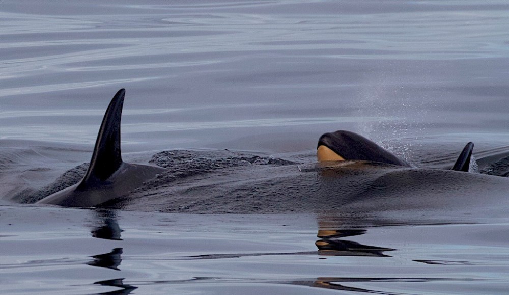 Orca swimming at the surface with dorsal fin visible, water calm.