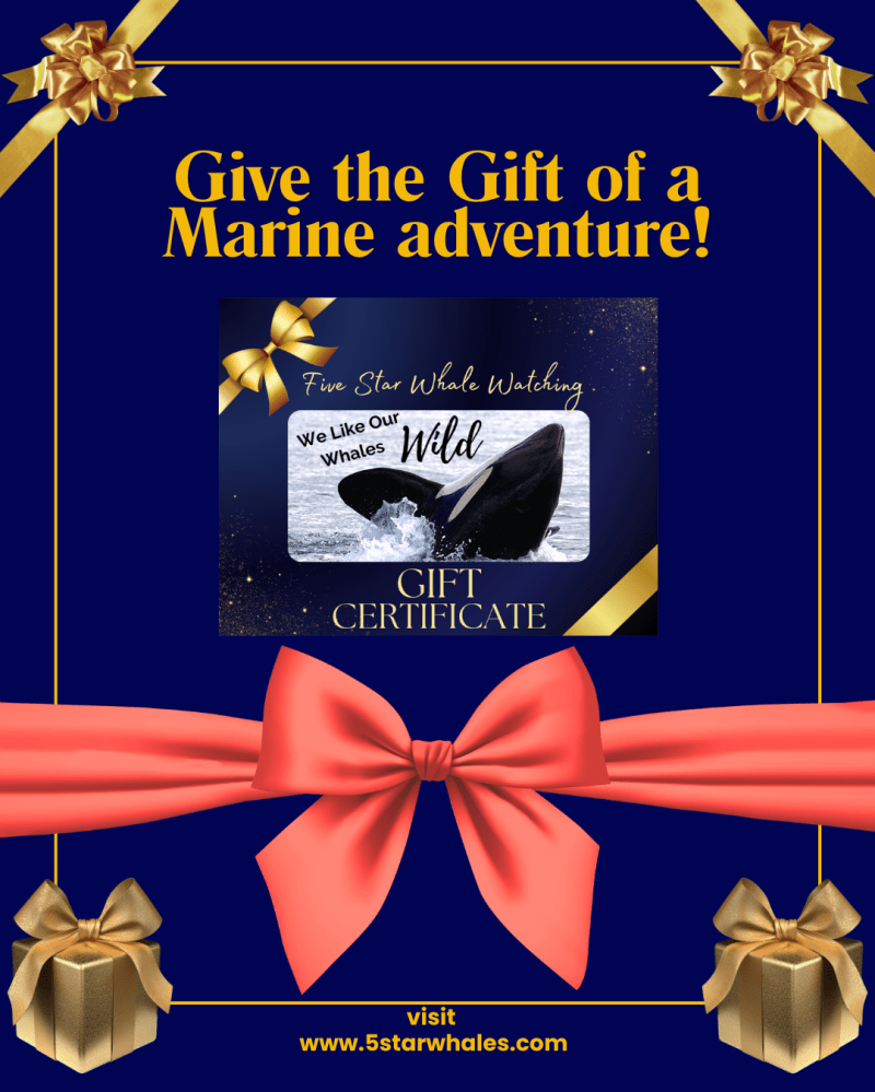 Gift certificate for whale watching, decorated with bows and text promoting marine adventure.