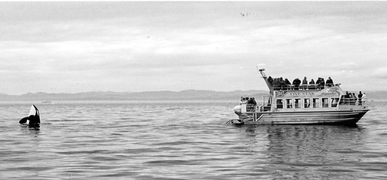 Whale tail above water near a boat with passengers on a calm sea.